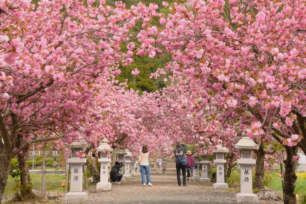 伊香具神社八重桜の季節