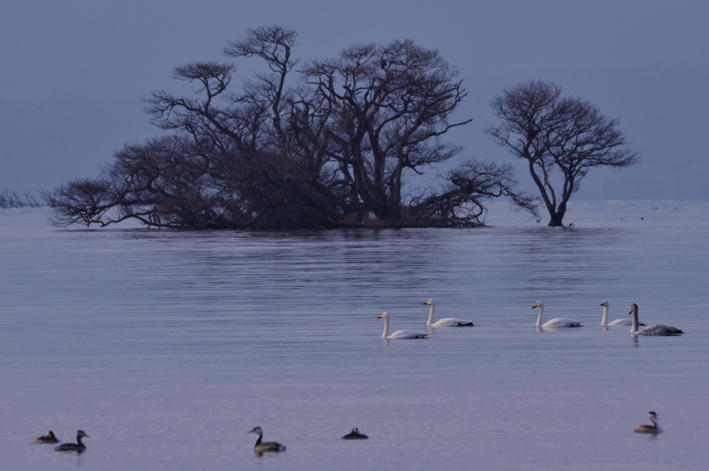 琵琶湖の水鳥たち