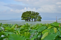 湖北の夏～蓮の花咲く風景Ⅰ～