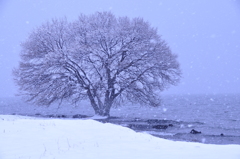 104.雪木