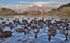 水鳥の楽園　～群れる～