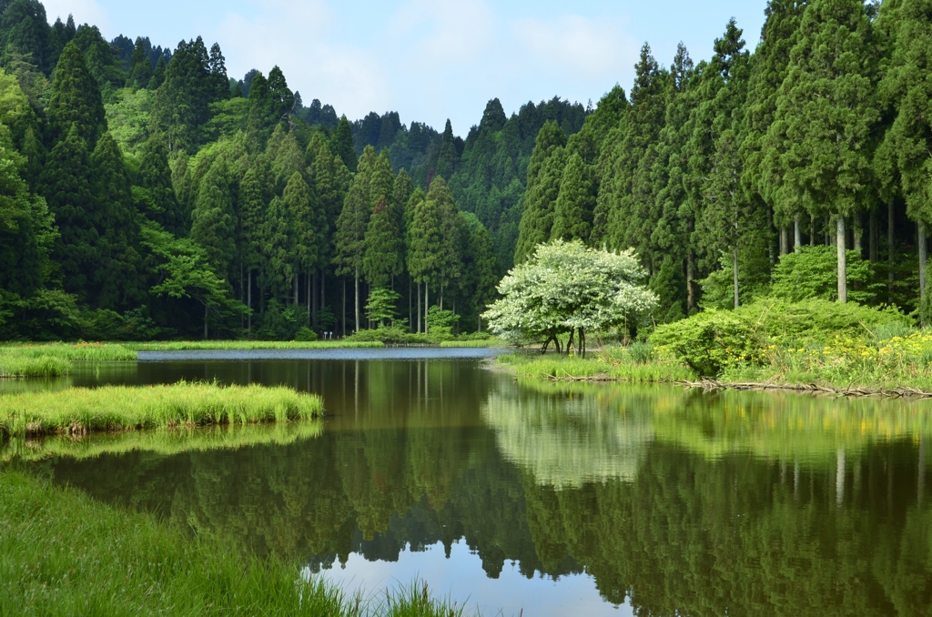 平池の朝