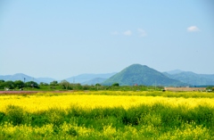 菜の花の咲く風景