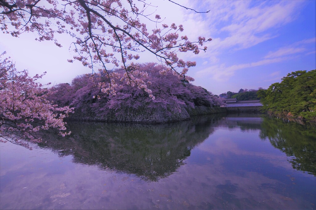彦根城と桜