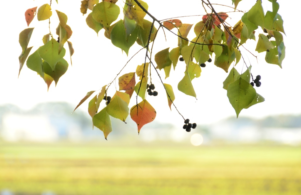 autumn　leaf