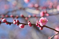 梅花香る