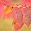 桜紅葉（さくらもみじ）