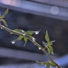 束の間の陽ざし