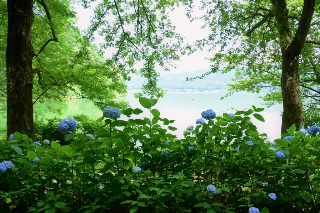 余呉湖の青に癒されて