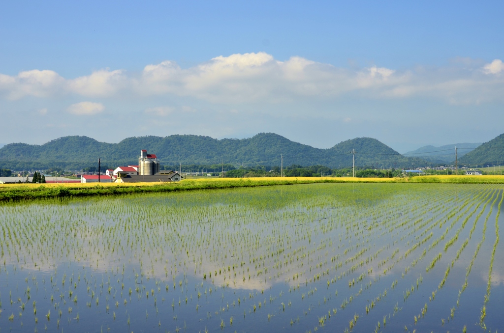 初夏の田園風景