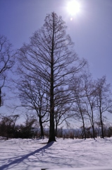 140.早春の陽差し