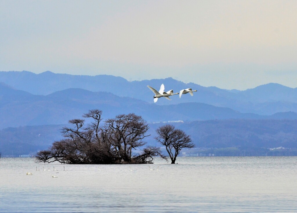 びわ湖悠遊