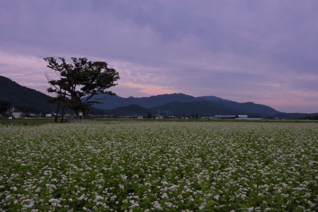 そば畑が広がる風景