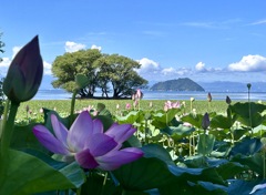 びわ湖の夏ハスが咲く風景