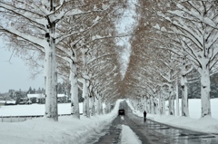 雪のメタセコイア散歩道