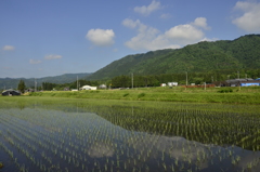 高島、初夏の田園風景