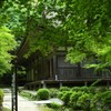 金剛輪寺本堂青もみじのとき
