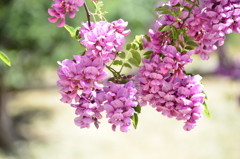 ジュリアンにて Ⅱ