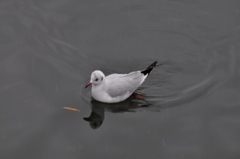 107.琵琶湖のユリカモメ