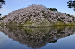 彦根城ダイヤモンド桜の朝2015