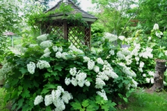 癒しの花園　～ローザンベリー多和田～
