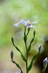 シャガの花