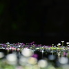 梅花藻
