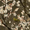 春ですね。。♪～