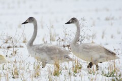 ハクチョウ幼鳥シリーズ　～かわいい幼鳥～