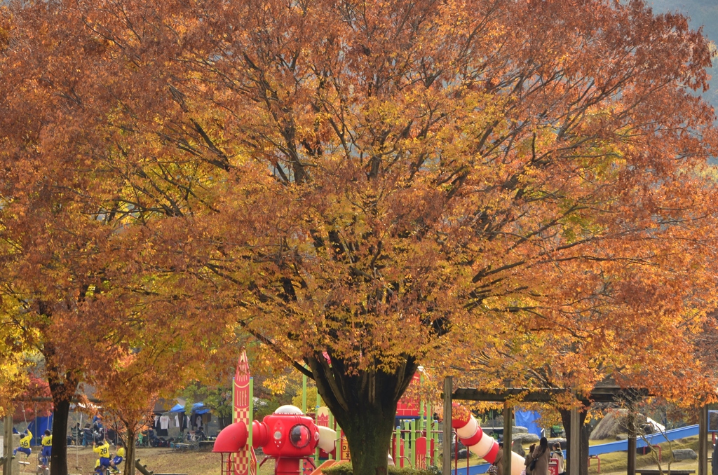 公園の秋～大きな木の下で～