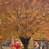 公園の秋～大きな木の下で～