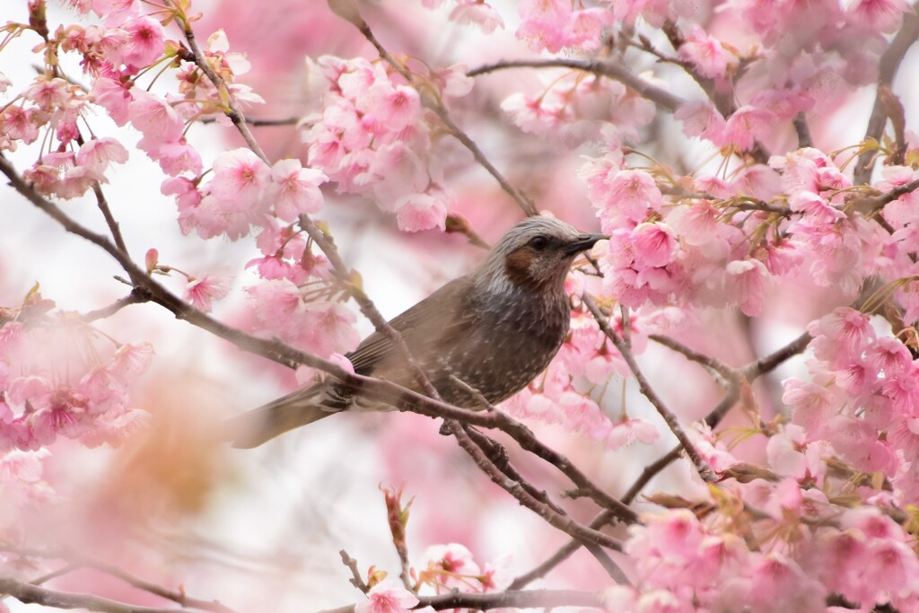 いい匂い　春はいいねぇ～