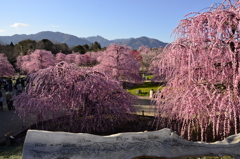 鈴鹿の森公園　～観せてくれますー！～