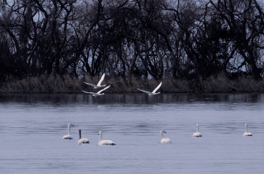 琵琶湖の白鳥　―さきにいくよ～。―