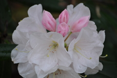 200.石楠花