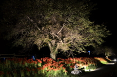 彼岸花のライトアップ 彼岸花のライトアップ