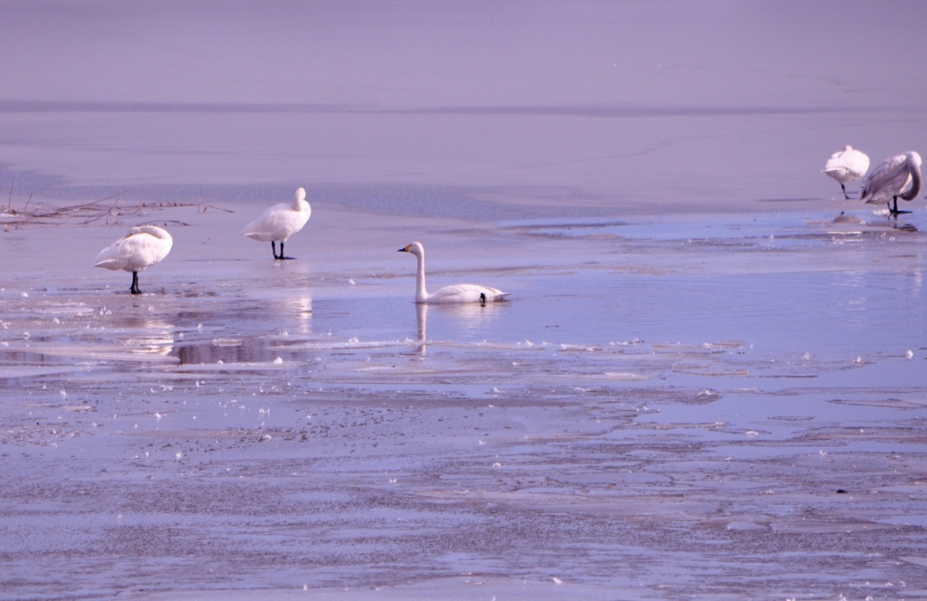 44.水鳥の休み場所