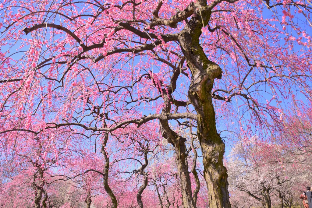 枝垂咲き