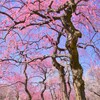 枝垂咲き