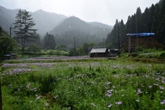 北山友禅菊の里に雨が降る