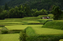 実りⅠ