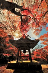 晩秋の東光寺4　～紅葉に囲まれた鐘楼～