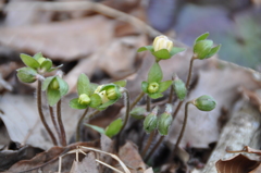 114.春の足音Ⅲ（雪割草）