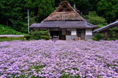 山里に咲く北山友禅菊　2