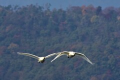 冬鳥の季節　～ただいまー、今年もやってきたよー♡～