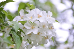 梅花ウツギ