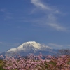 伊吹山に春
