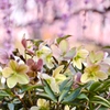 華やぐ春