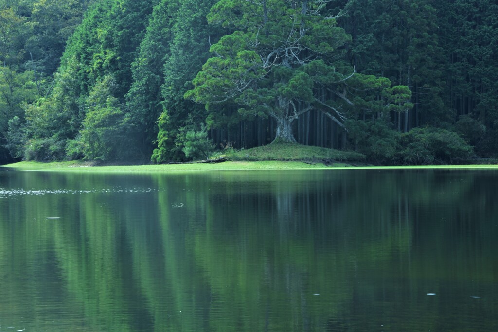 岩尾池の一本杉