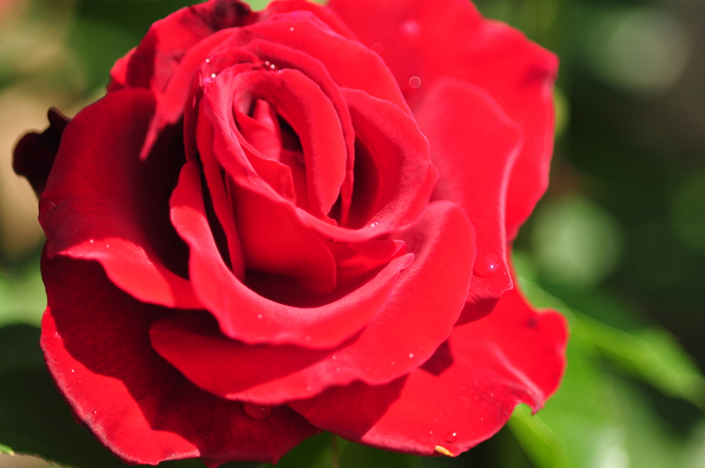 情熱の薔薇